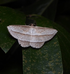 Heteralex rectilineata