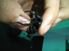 Rhynchophorus