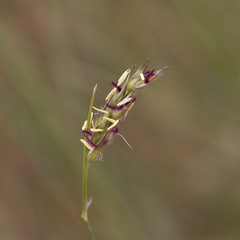 Paraneurachne muelleri