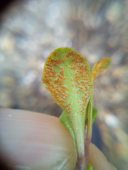 Puccinia aucta