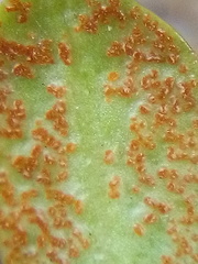 Puccinia aucta