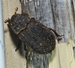 Trox scaber