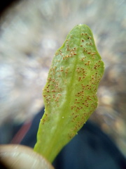 Puccinia aucta