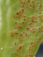Puccinia aucta