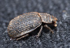 Trox scaber