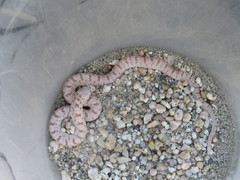 Phyllorhynchus decurtatus