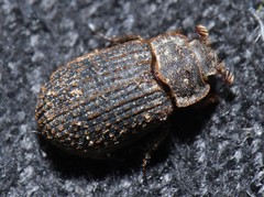 Trox scaber