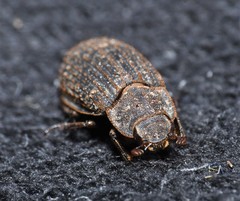 Trox scaber
