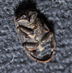 Trox scaber