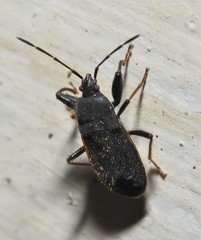 Eremocoris setosus