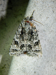Acronicta impressa
