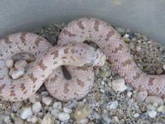 Phyllorhynchus decurtatus