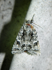 Acronicta impressa