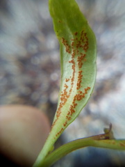 Puccinia aucta