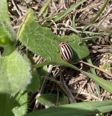 Kuschelina petaurista