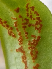 Puccinia aucta