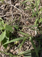 Kuschelina petaurista