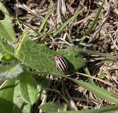 Kuschelina petaurista