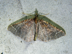 Eulithis flavibrunneata