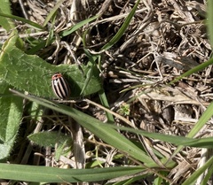 Kuschelina petaurista