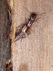 Homaeotarsus