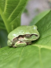 Hyla japonica