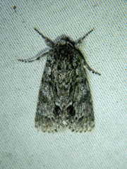 Acronicta impressa