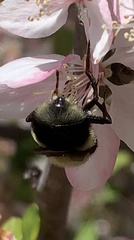 Volucella bombylans