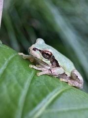 Hyla japonica