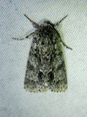 Acronicta impressa
