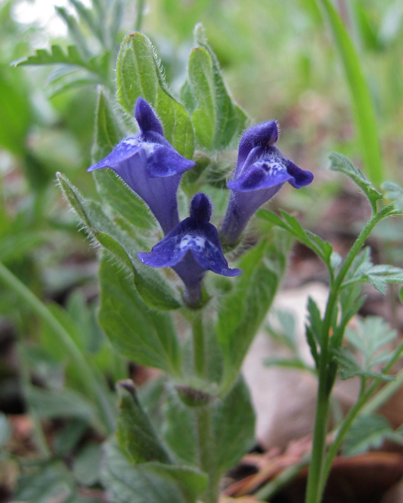 Scutellaria antirrhinoides