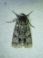 Acronicta impressa