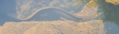 Anguilla australis