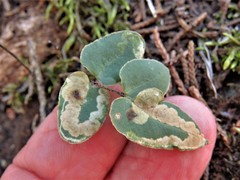 Phytoliriomyza felti