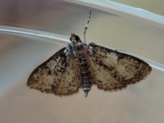 Palpita arsaltealis