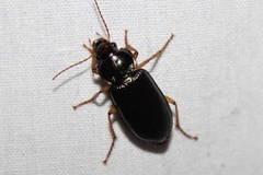Anisodactylus verticalis