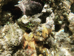 Coelothrix irregularis