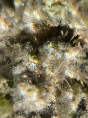 Coelothrix irregularis