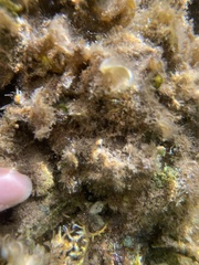 Coelothrix irregularis