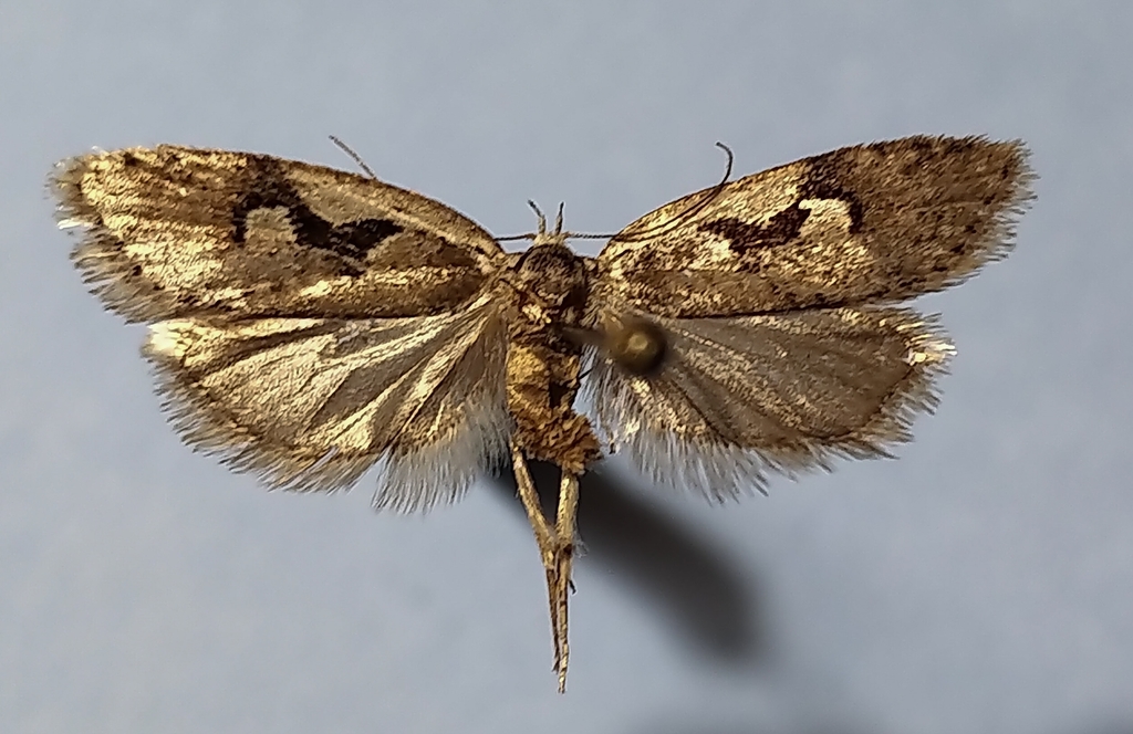 Merrick's Semioscopis