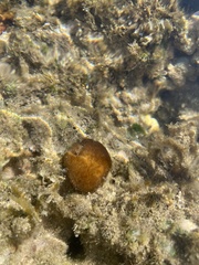 Leptolyngbya crosbyana
