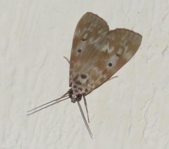 Sommeria marchalii