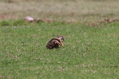 Geosciurus inauris