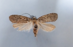 Agonopterix gelidella