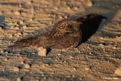 Antrostomus arizonae