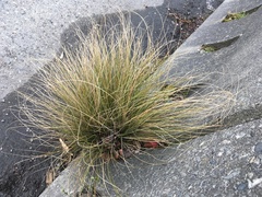 Carex buchananii