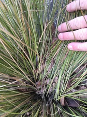 Carex buchananii