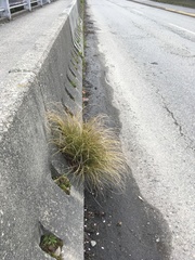 Carex buchananii