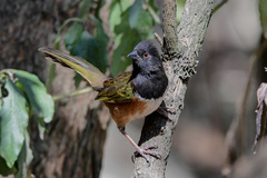 Pipilo maculatus macronyx