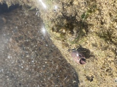 Calcinus guamensis